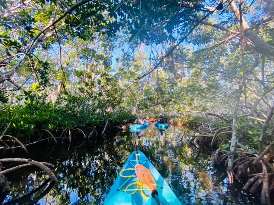 Key West: 2-hour Mangrove Kayak Tour - Paddling through the mangrove tunnels
