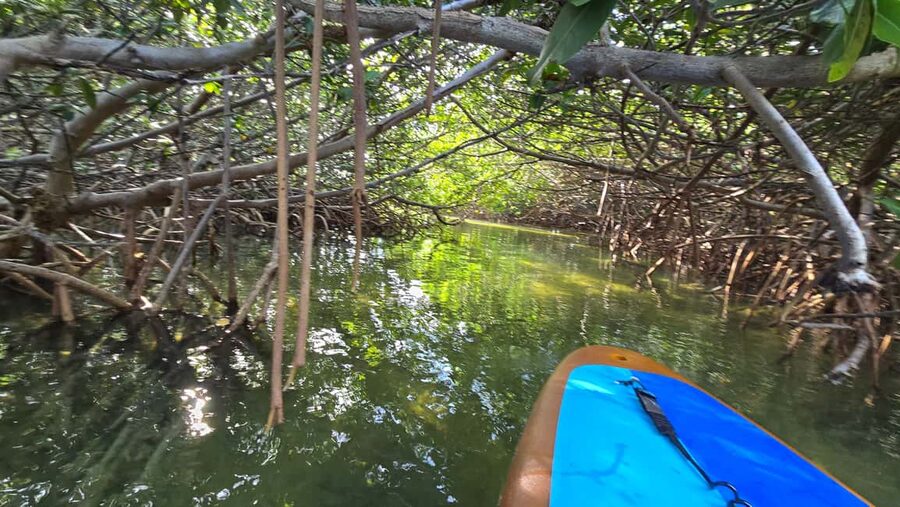 Key West: Kayak or Paddleboard Rental - Price, flexibility, and who gets good value