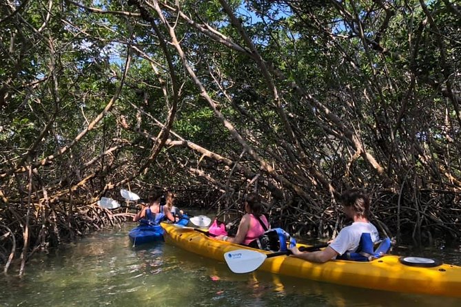 Key West Mangrove Kayak Eco Tour - What makes the mangroves worth your time