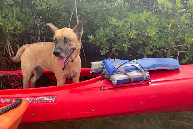 Key West Mangrove Kayak Eco Tour - Learning why the Florida Keys are different