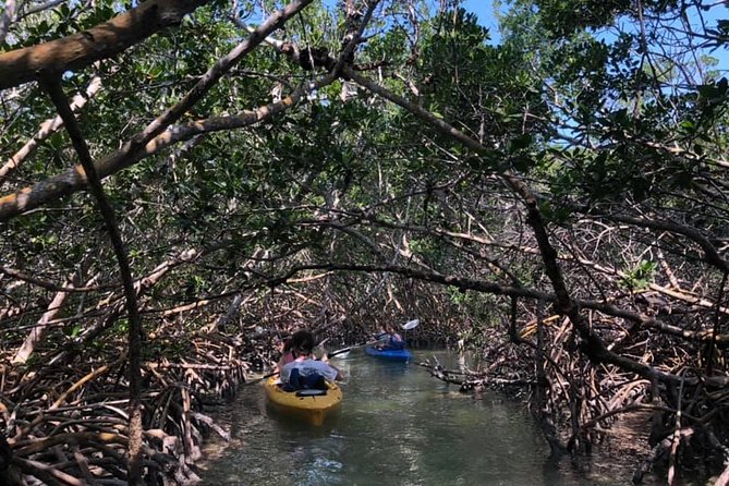 Key West Mangrove Kayak Eco Tour - Is $80 a fair price?