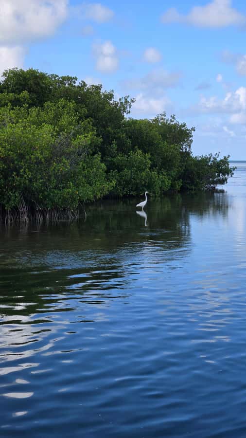 Key West: Mangrove Kayak or SUP Eco Tour - Key points at a glance
