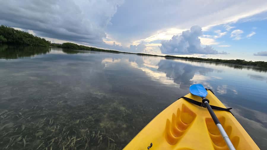 Key West: Mangrove Kayak or SUP Eco Tour - Choosing between kayak and SUP