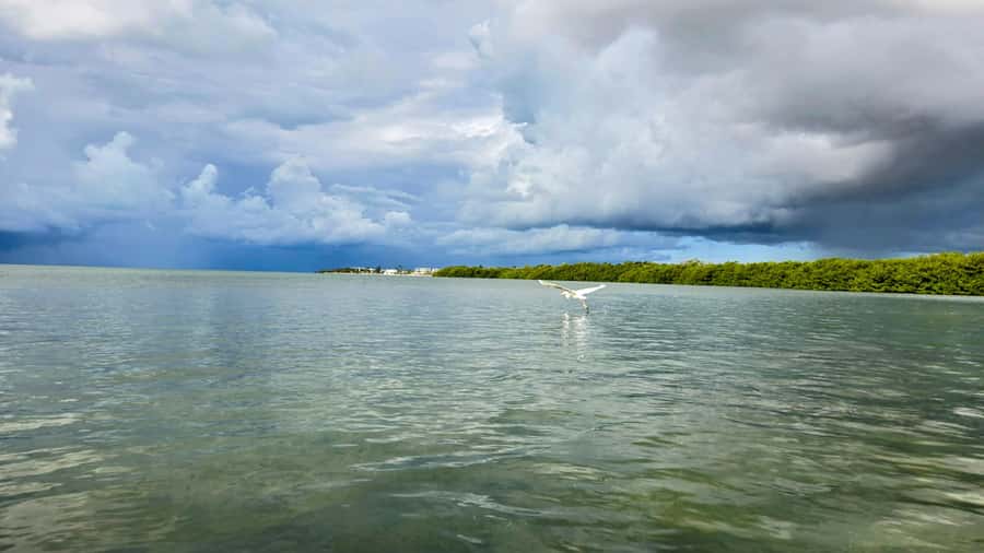 Key West: Mangrove Kayak or SUP Eco Tour - Two hours among the mangrove roots