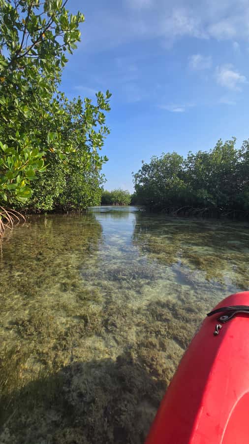 Key West: Mangrove Kayak or SUP Eco Tour - Guides who make the difference