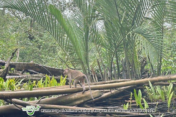 Khao Lak: Elephant Sanctuary Visit and Mangrove Kayak Tour - Paddling beneath banyan trees at the Little Amazon
