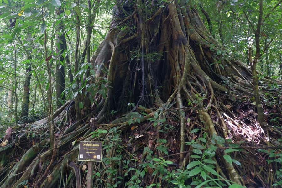 Khao Lak: Full-Day Khao Sok Jungle Walk and Canoeing Tour - A Full Day From Khao Lak to Khao Sok