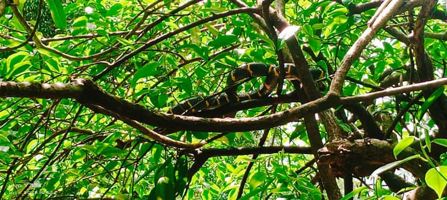 Khao Lak: Full-Day Khao Sok Jungle Walk and Canoeing Tour - The Jungle Walk: Go Slowly and Watch the Trees