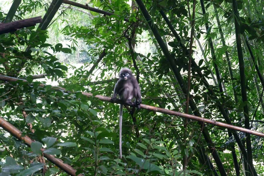Khao Lak: Full-Day Khao Sok Jungle Walk and Canoeing Tour - Thai Lunch With More Than a Standard Meal