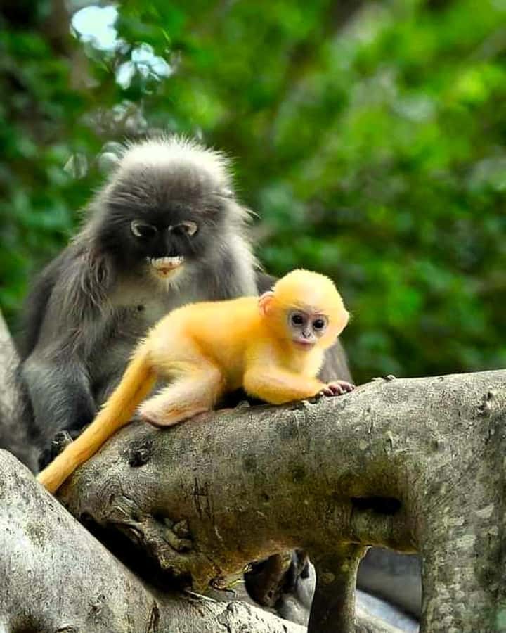 Khao Lak: Full-Day Khao Sok Jungle Walk and Canoeing Tour - Is $104 a Fair Price?