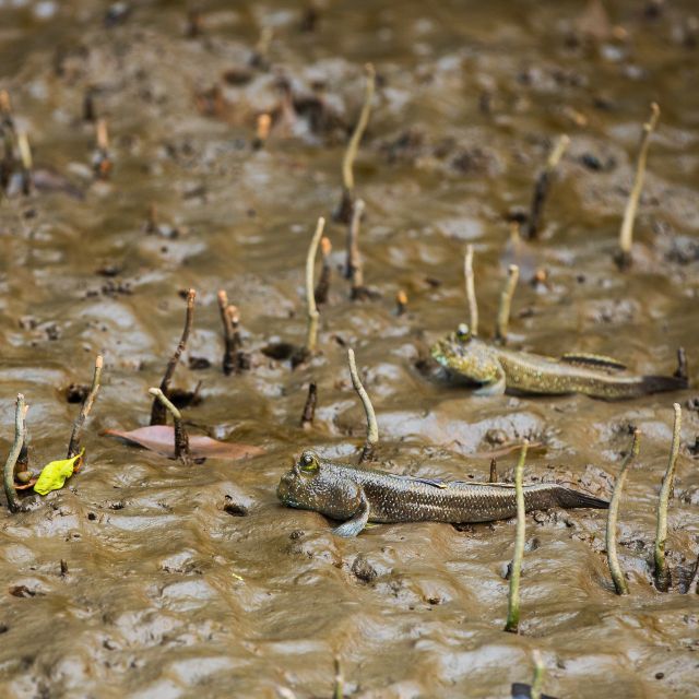 Khao Lak: Little Amazon Canoe Ride & Tam Nang Waterfall Tour - The ride north from Khao Lak