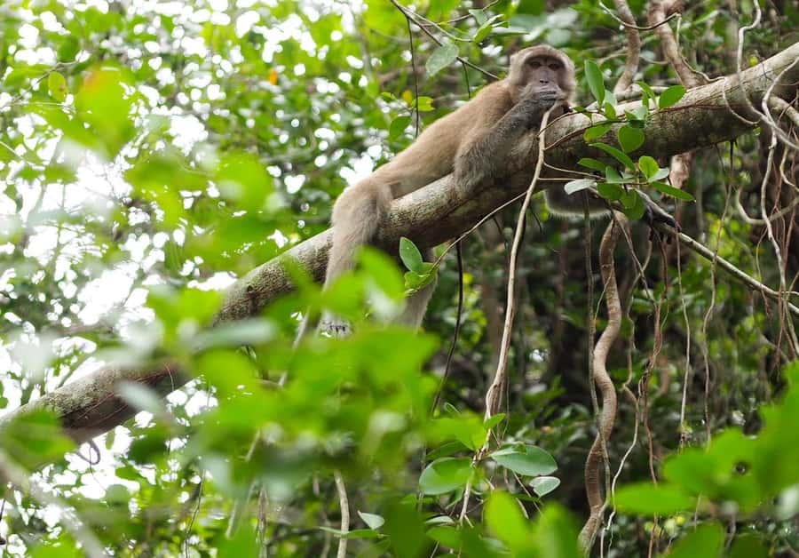 Khao Lak's Little Amazon: Canoe, Trek & Waterfall Day Trip - Who should book this day trip