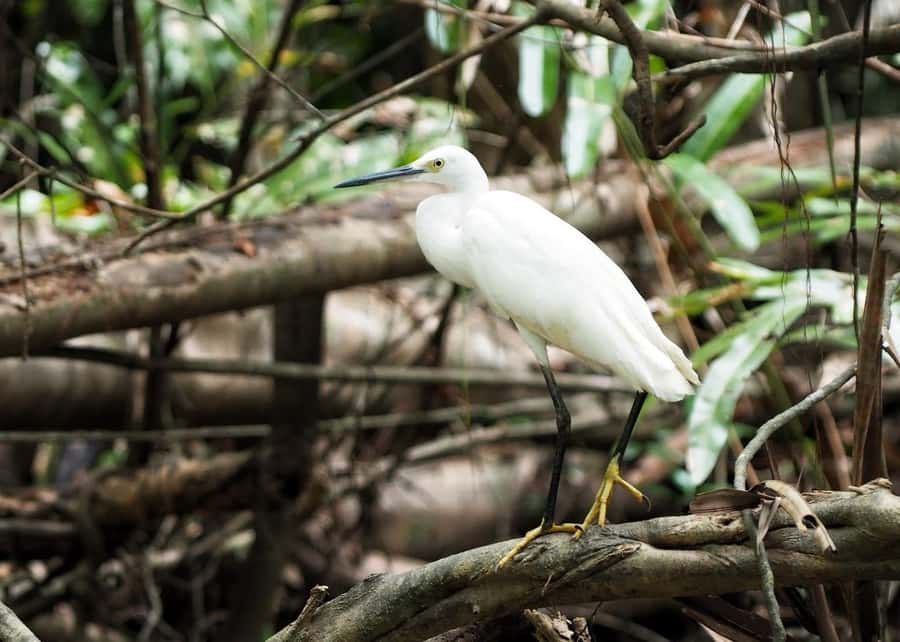 Khao Lak's Little Amazon: Canoe, Trek & Waterfall Day Trip - Lunch keeps the schedule practical