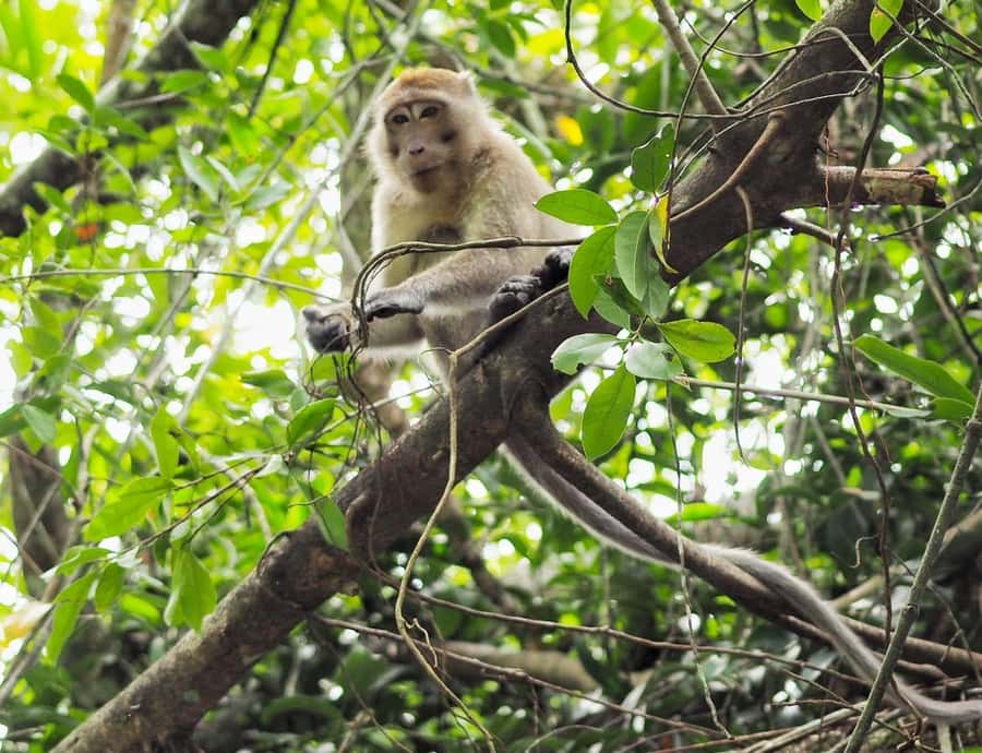 Khao Lak's Little Amazon: Canoe, Trek & Waterfall Day Trip - Takuapa markets show the everyday side of the area