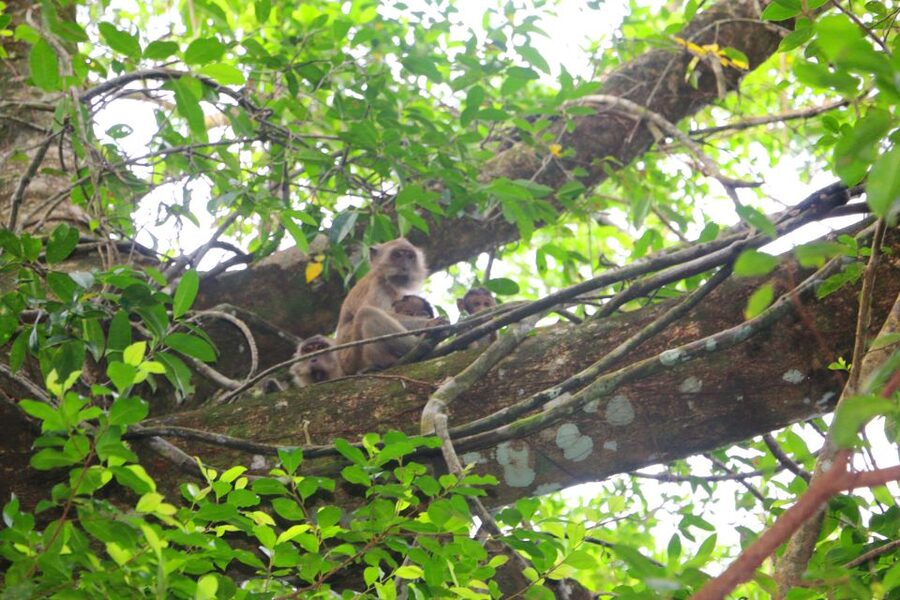 Khao Lak: Sri Phang Nga Canoe and Tam Nang Waterfall Tour - Key points to know before booking