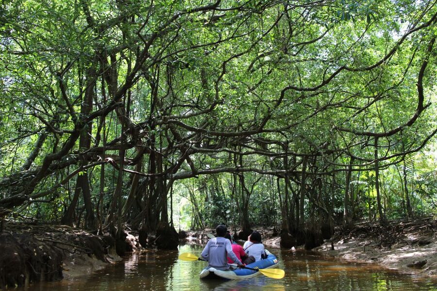 Khao Lak: Sri Phang Nga Canoe and Tam Nang Waterfall Tour - Why the Sang-Nea River feels like a Little Amazon