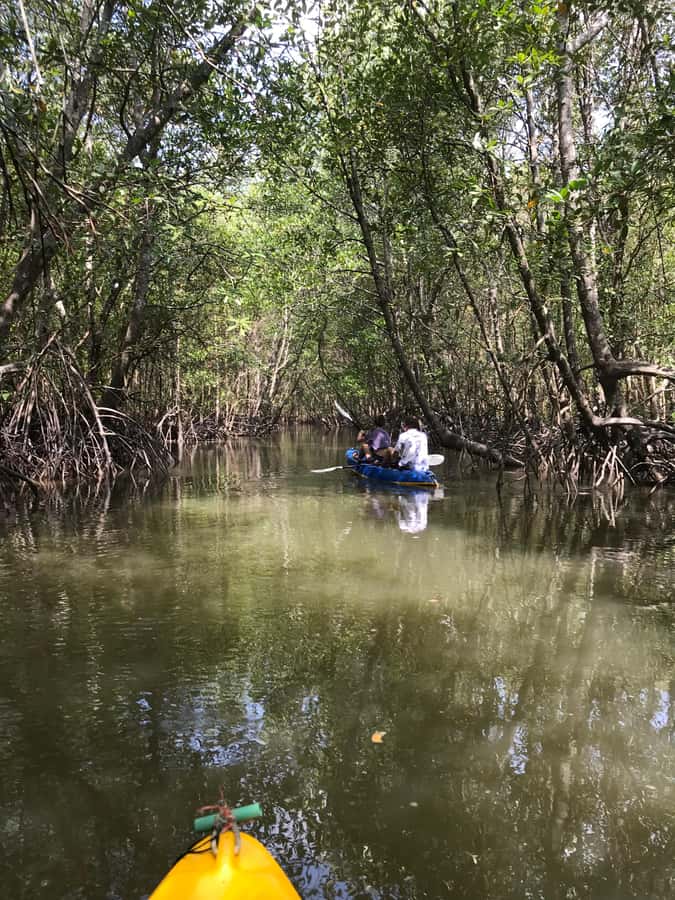 Ko Lanta: HALF DAY EXPLORE MANGROVE KAYAKING TOUR AND LUNCH - Fish farm visit and lunch at the mangrove restaurant