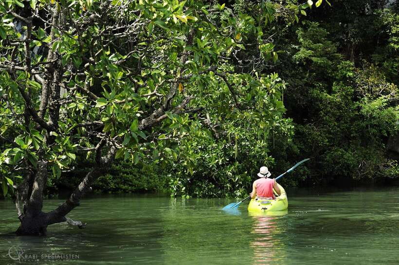 Ko Lanta: Half-Day Mangrove Kayaking Tour with Lunch - Why Ko Lanta’s mangroves make a good half-day outing