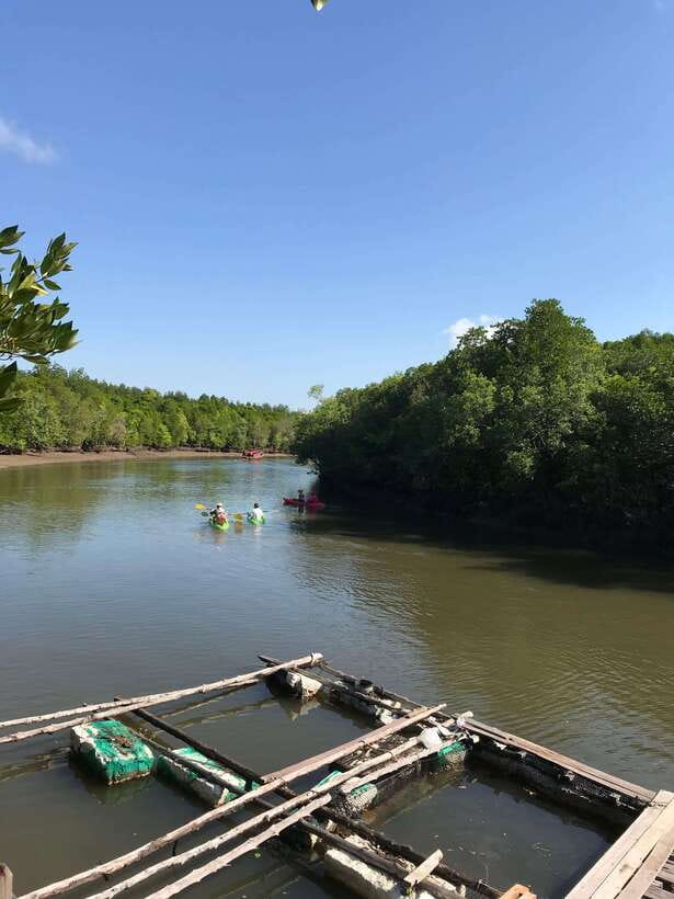 Ko Lanta: Half-Day Mangrove Kayaking Tour with Lunch - Mudskippers, fiddler crabs, and the smaller details