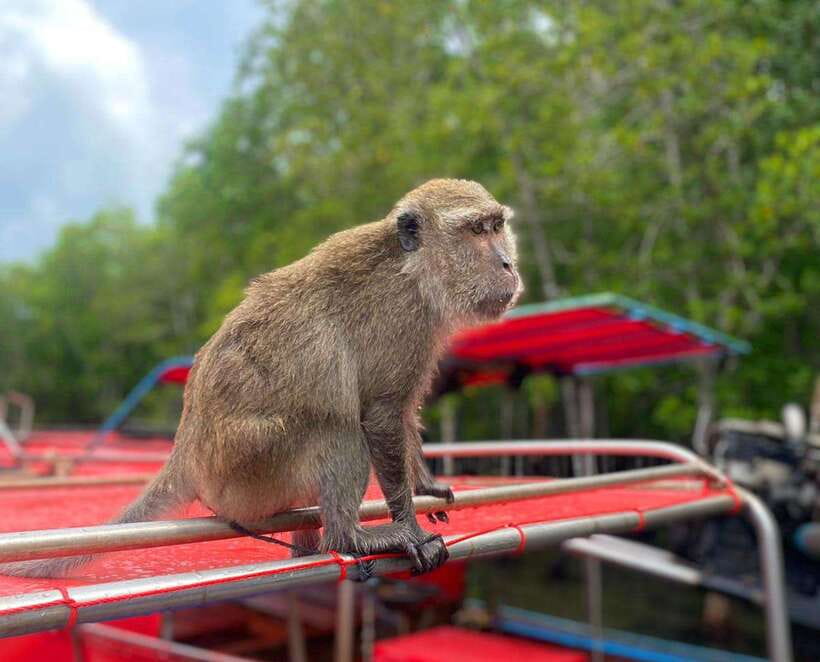 Ko Lanta: Mangrove Forest Kayak & Wildlife Adventure - Kayak or long-tail boat: choose the right pace