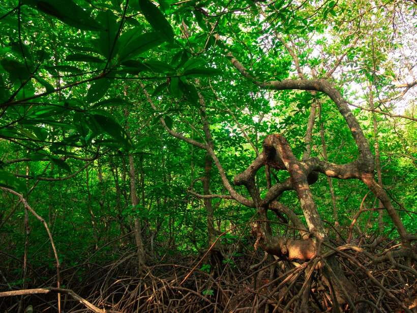 Ko Lanta: Mangrove Forest Kayak & Wildlife Adventure - Is $41 a fair price?