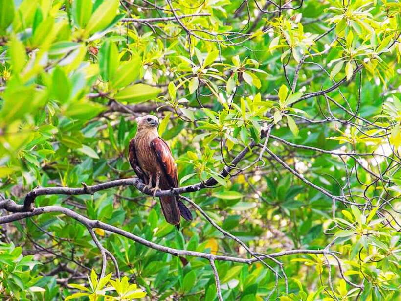 Ko Lanta: Mangrove Kayaking with Lunch and Hotel Transfer - Who will enjoy this kayak trip most?