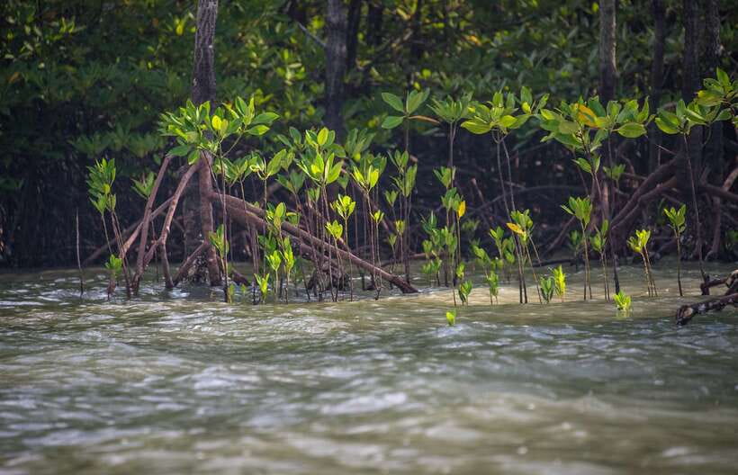 Ko Lanta: Mangrove Kayaking with Lunch and Hotel Transfer - Paddling among mangrove roots and muddy banks