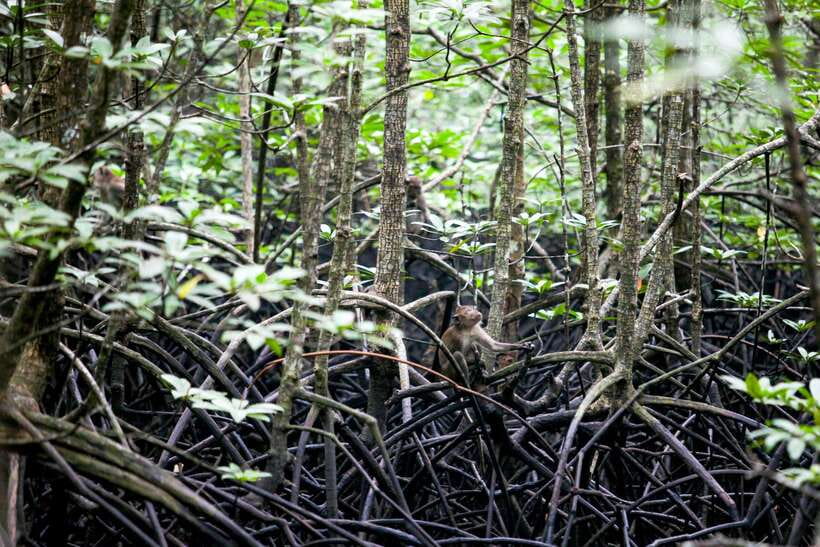 Ko Lanta: Mangrove Kayaking with Lunch and Hotel Transfer - Monkeys, birds, mudfish, and monitor lizards