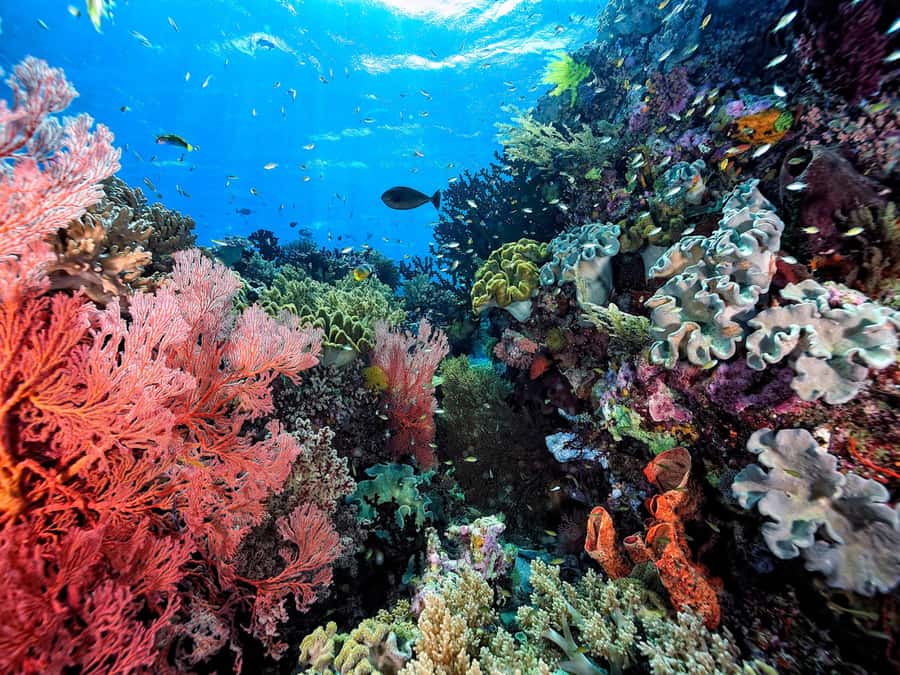 Ko Samui: Angthong Marine Park Snorkel & Kayak Tour/ w Lunch - How much activity should you expect?