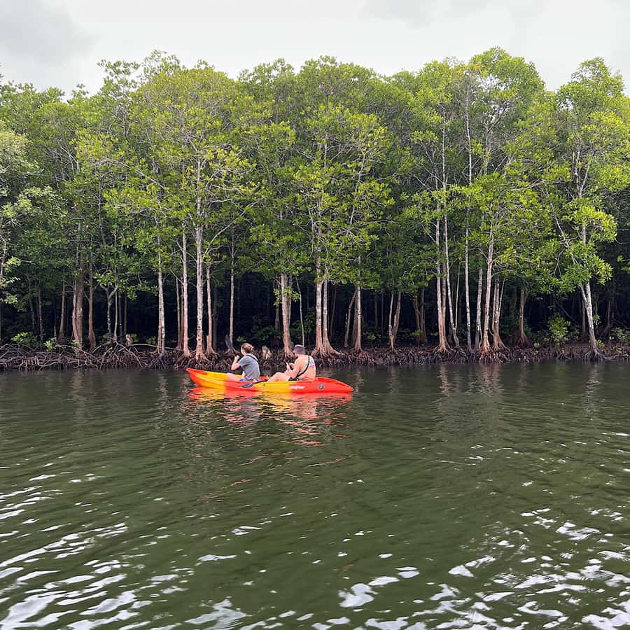 Koh Lanta: Amazon Mangrove Kayaking Tour With Lunch - What this Koh Lanta kayak trip is really about