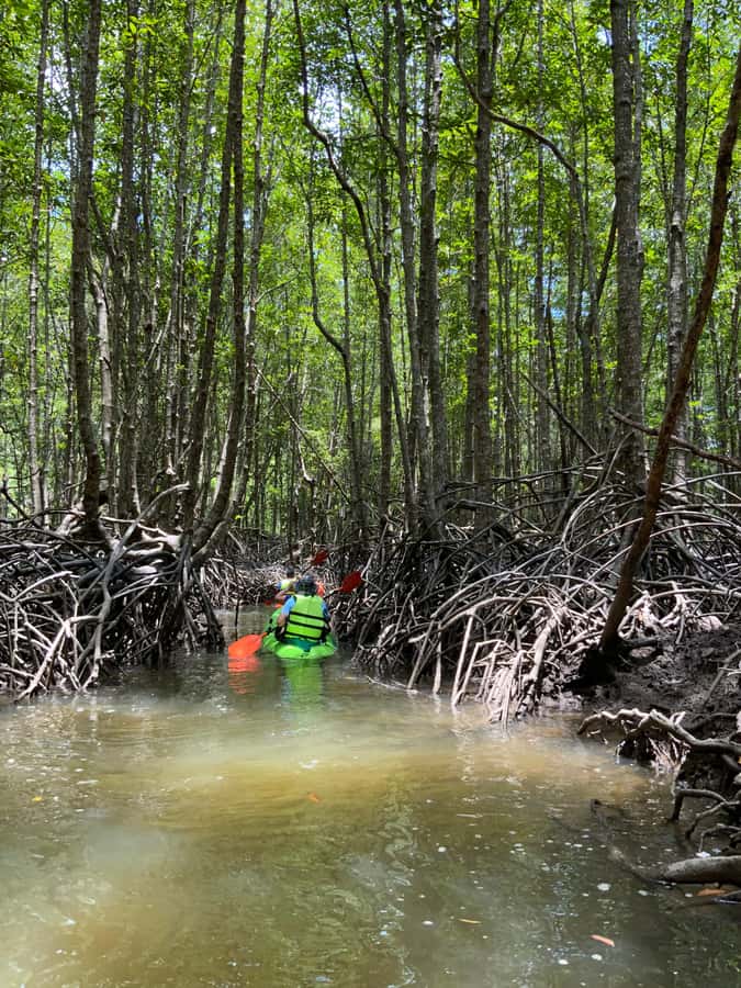 Koh Yao Yai: Klong Hia Mangrove Kayaking - Monkeys, mudskippers, and mangrove nurseries