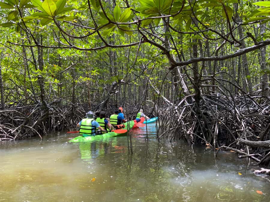 Koh Yao Yai: Klong Hia Mangrove Kayaking - Thai lunch at the Seaview restaurant