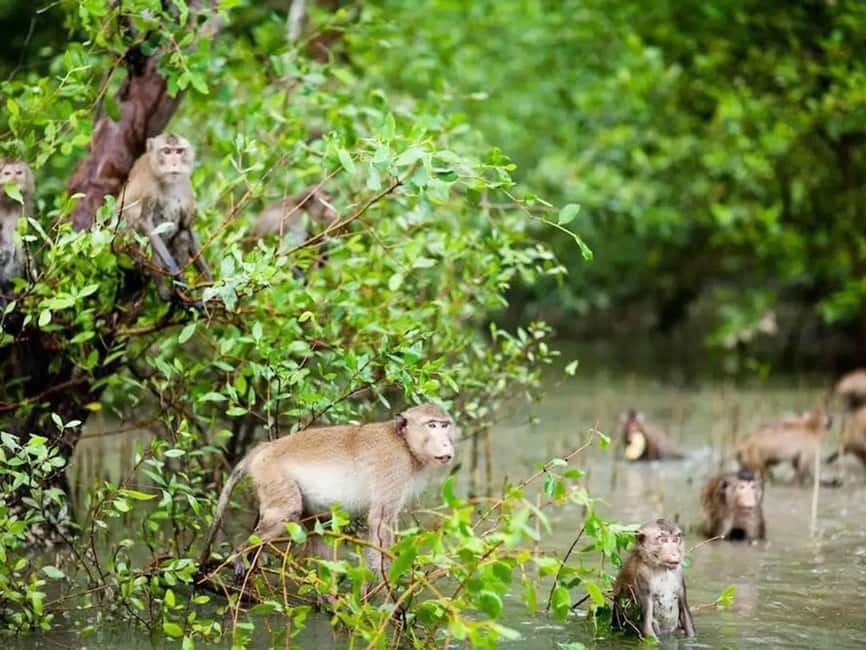 Krabi: Ao Thalane Mangrove Kayaking with Extras - What makes this Ao Thalane trip worth your time