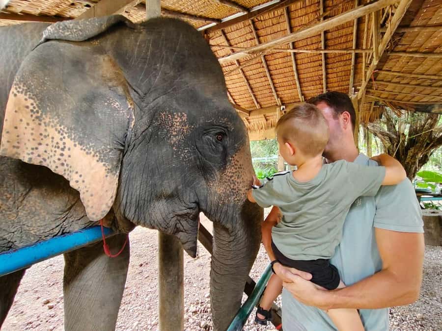Krabi: Khao Sok Elephant Rescue Center & Bamboo Raft Paddle - Meeting the rescued elephants at Thongsuk Elephant Park