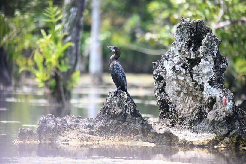 Krabi: Klong Root (Crystal lake) Kayaking tour - Is Klong Root suitable for families?
