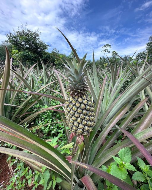 Krabi: Klong Root Kayaking Viewpoint,Fish Feeding and more - Picking between the four program choices