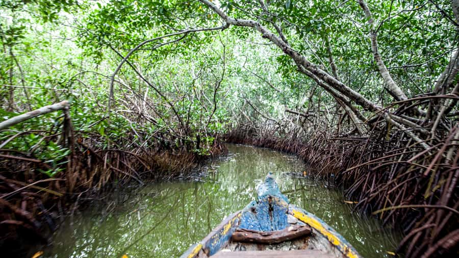 La Boquilla: 3-Hour Canoe Tour through the Mangroves - Birds, fish, crabs, and patient wildlife watching