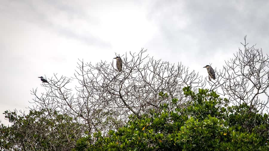 La Boquilla: 3-Hour Canoe Tour through the Mangroves - Coconut water and the end of the visit