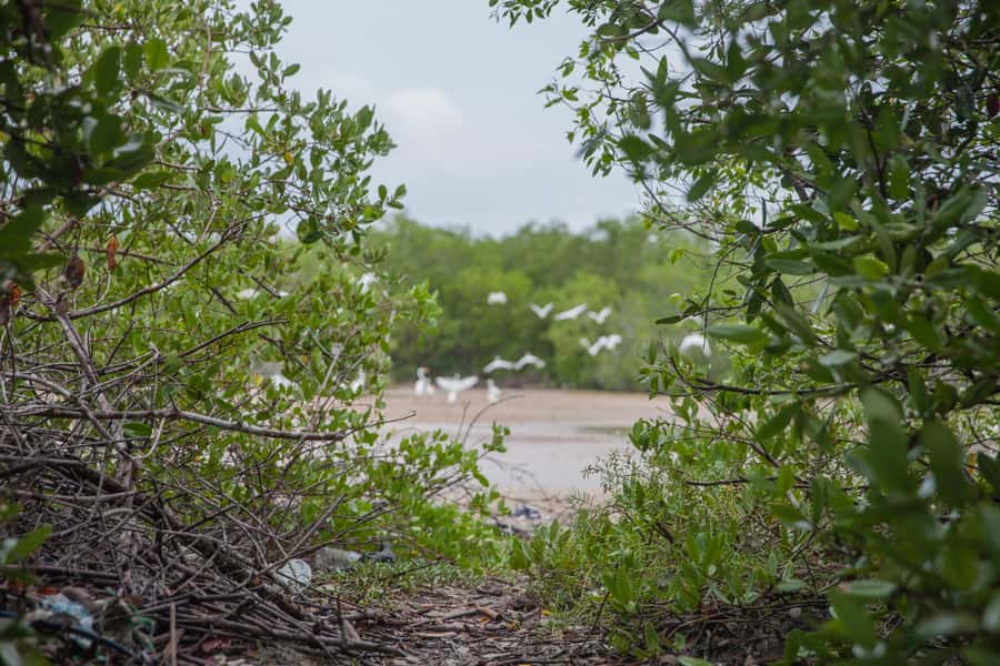 La Boquilla: 3-Hour Canoe Tour through the Mangroves - Language, group size, and the real timing