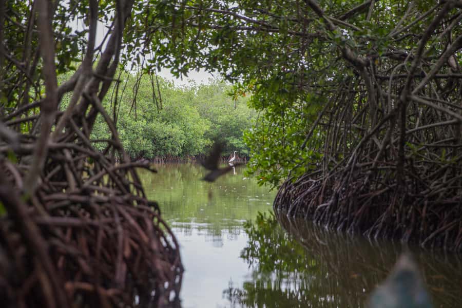 La Boquilla: 3-Hour Canoe Tour through the Mangroves - The hotel pickup and ride to the water