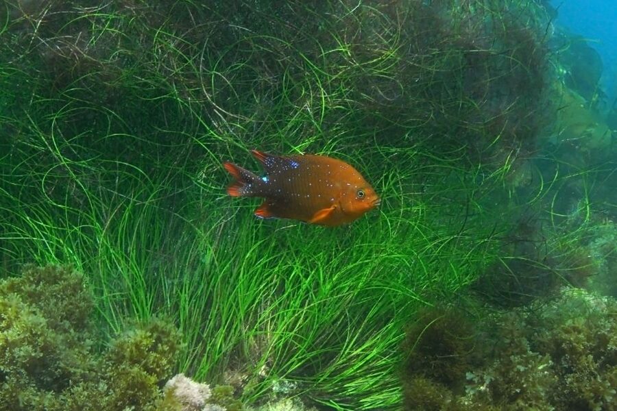 La Jolla: 2.5-Hour Kayak and Snorkel Tour - What the La Jolla kayak and snorkel tour is really like