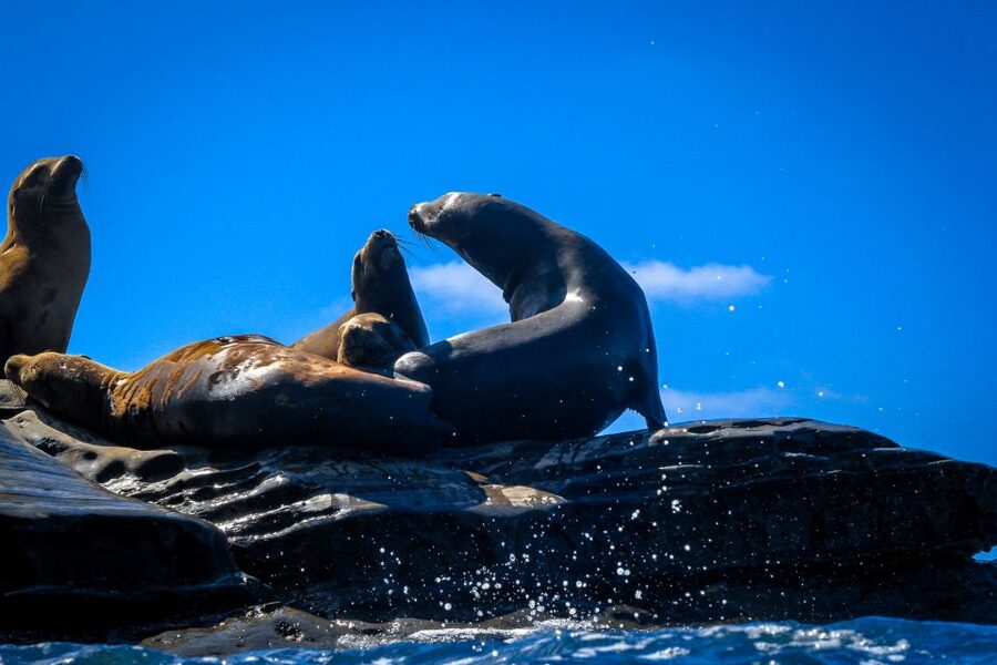 La Jolla: 2-Hour Kayak Tour of the 7 Caves - The seven caves and the reality of Clam’s Cave