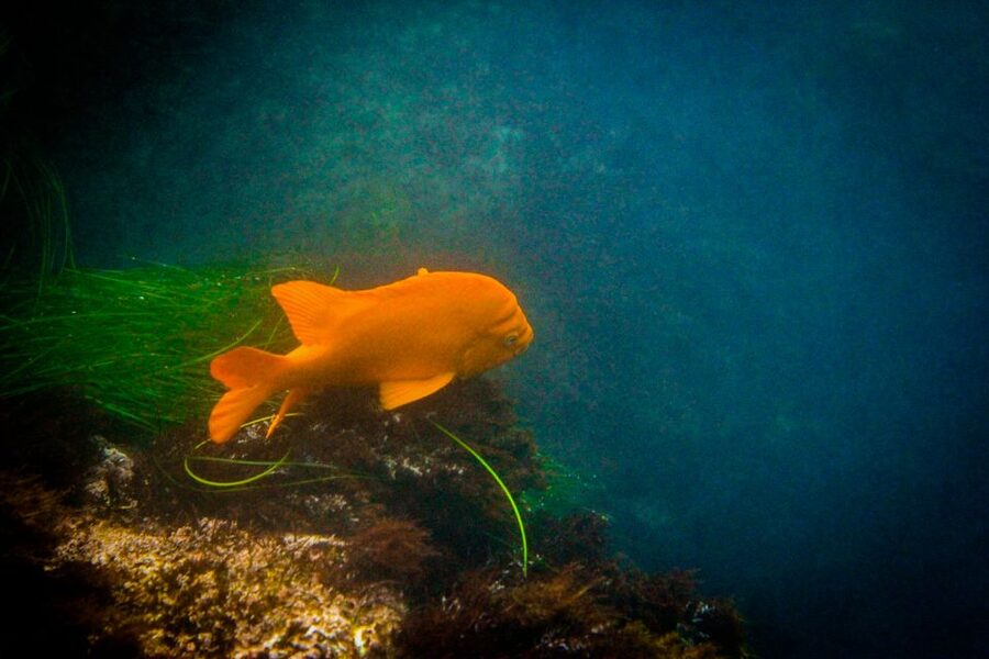 La Jolla: 2-Hour Kayak Tour of the 7 Caves - Sea lions, leopard sharks, and the luck of the water