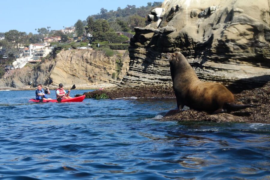 La Jolla: 2-Hour Kayak Tour of the 7 Caves - When this tour suits you best