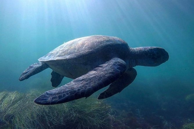 La Jolla Sea Caves Kayak Tour For Two (Tandem Kayak) - Timing, parking, and what to wear
