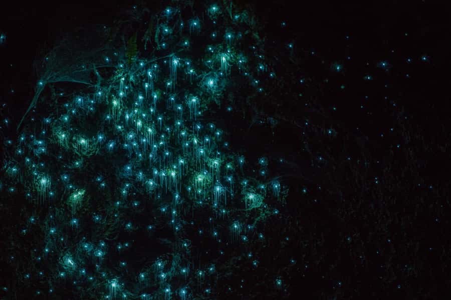 Lake Karapiro: Evening Kayak Glowworm Tour - Key points to know before booking