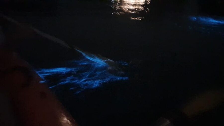 Lan Ha Bay: Sunset & Plankton Bioluminescent Night Kayaking - Who will enjoy this evening most