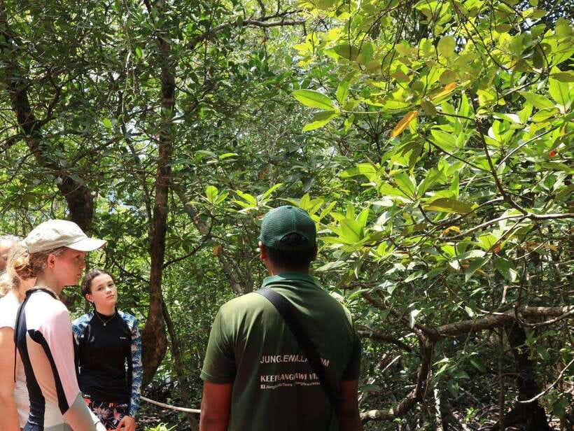 Langkawi: Kayaking Adventure and Swimming - Two hours among Kubang Badak’s mangroves