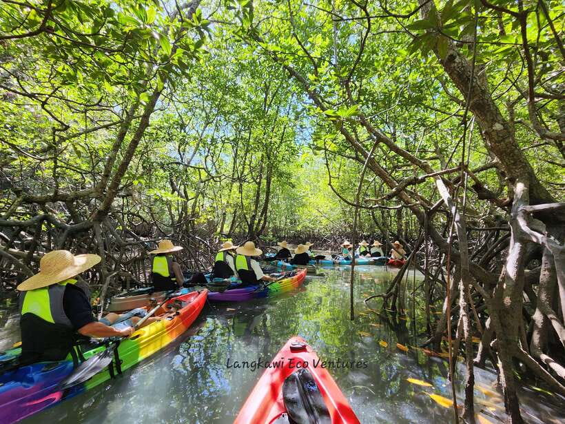 Langkawi : Kilim Mangrove Boat & Fun Kayak Tour with Lunch - Bat Cave, Crocodile Cave, and the named stops
