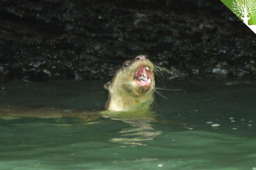 Langkawi: Kilim River Mangrove Safari Kayaking Tour - Why the kayak is the right way to see Kilim